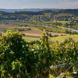 Immagine: Okiem Ekoodkrywcy - Kraina winem i miodem płynąca Wycieczka w Pogórze Ciężkowickie