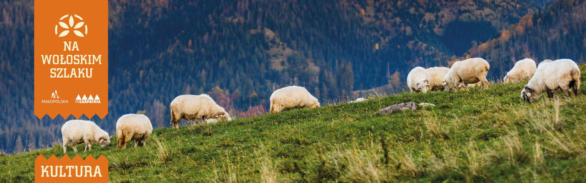 Wzgórze na którym wypasają się owce. W tle widok na góry.