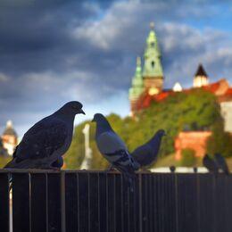 Изображение: Podchody, zagadki i rozszerzona rzeczywistość – gra miejska Legendy Krakowskie