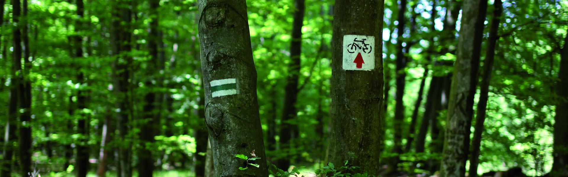 Widok na szlak w Puszczy Nieoołomickiej. Na drzewach widnieją oznaczenia szlaku.