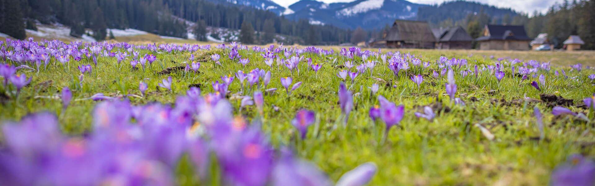 A meadow with flowers called crocuses. Wooden huts and mountains in the background