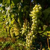 Zdjęcie przedstawiające dojrzewające owoce białych winogron na krzewach winorośli w winnicy Zadora.