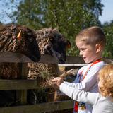 Dziewczynka i chłopiec karmią dwie ciemne owce